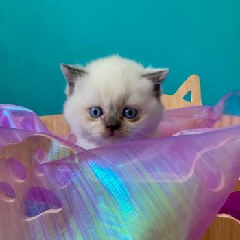 chaton Céleste poils longs point Blush Chatterie des 7'N Rock