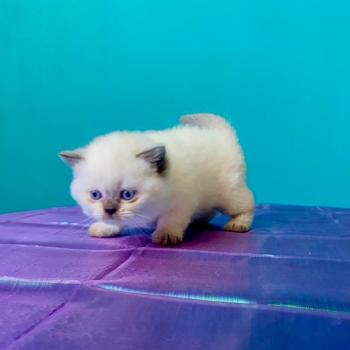 chaton Céleste poils longs point Blush Chatterie des 7'N Rock