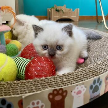 chaton Céleste poils courts point Blush Chatterie des 7'N Rock