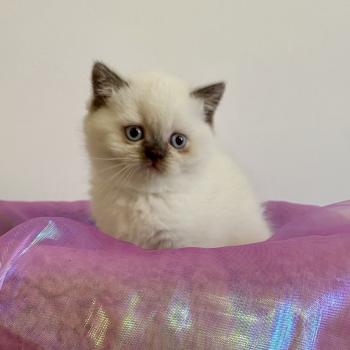 chaton Céleste poils courts point Blush Chatterie des 7'N Rock