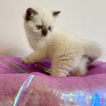 chaton Céleste poils courts point Blush Chatterie des 7'N Rock