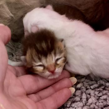 chaton Céleste poils courts cinnamon ticked tabby Bubblegum Chatterie des 7'N Rock