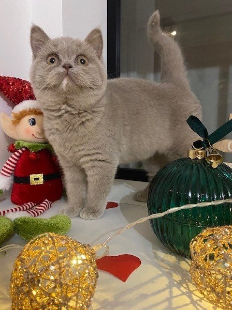 YOLETTE DE LA HILANNE Femelle Céleste poils courts