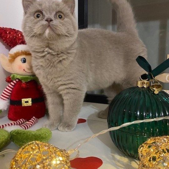 YOLETTE DE LA HILANNE Femelle Céleste poils courts