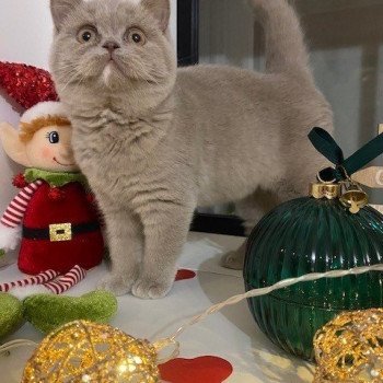 YOLETTE DE LA HILANNE Femelle Céleste poils courts