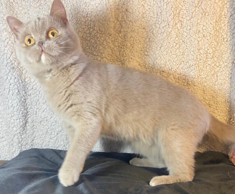 YOLETTE DE LA HILANNE Femelle Céleste poils courts