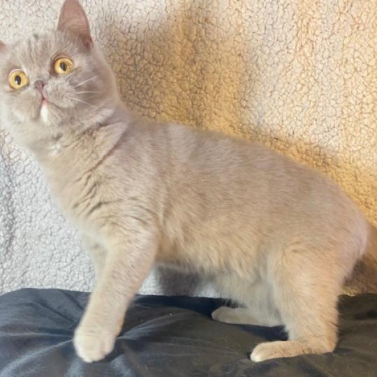 YOLETTE DE LA HILANNE Femelle Céleste poils courts