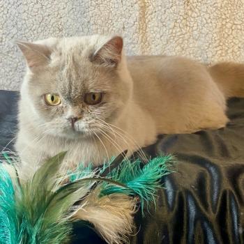 chat Céleste poils courts lilac YOLETTE DE LA HILLANE Chatterie des 7'N Rock