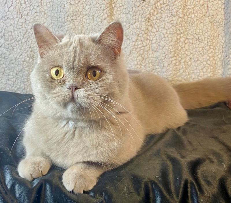 YOLETTE DE LA HILANNE Femelle Céleste poils courts