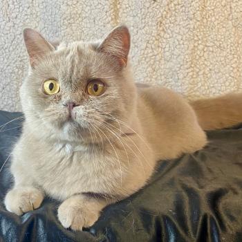 chat Céleste poils courts lilac YOLETTE DE LA HILLANE Chatterie des 7'N Rock