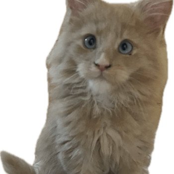 chaton Maine coon cream Aka Chatterie des 7'N Rock