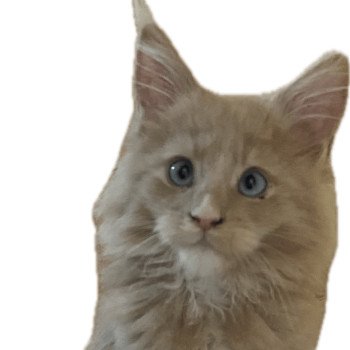 chaton Maine coon cream Aka Chatterie des 7'N Rock