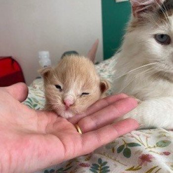 chaton Maine coon cream Aka Chatterie des 7'N Rock