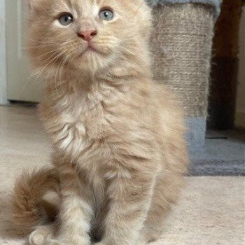 chaton Maine coon cream Ao Chatterie des 7'N Rock