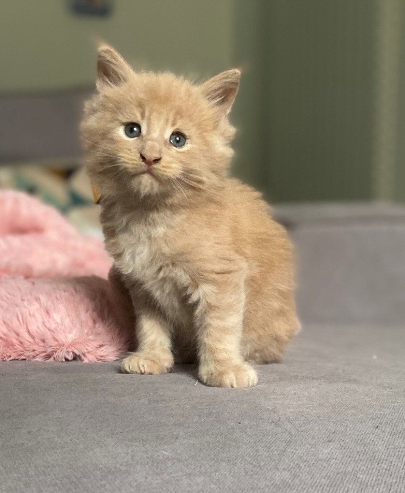 Arès Mâle Maine coon