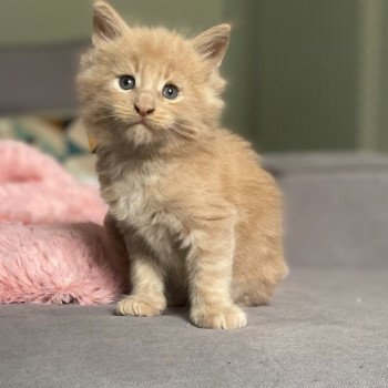 chaton Maine coon cream Ao Chatterie des 7'N Rock