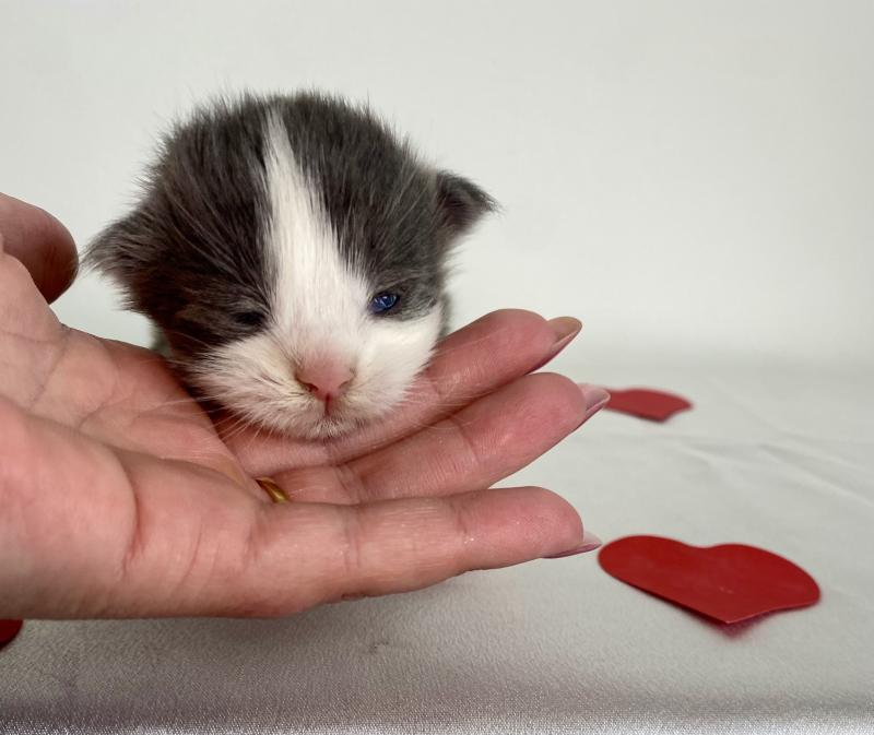BALLERINA CAPPUCINA Femelle Maine coon