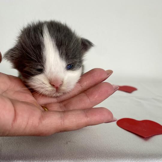 BALLERINA CAPPUCINA Femelle Maine coon
