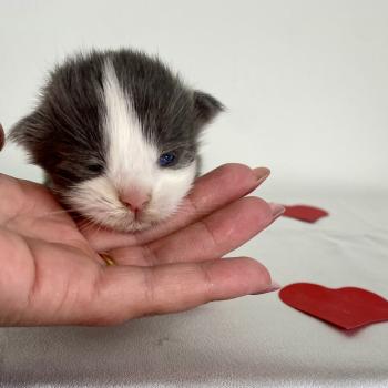 chaton Maine coon blue bicolor BALLERINA CAPPUCINA Chatterie des 7'N Rock