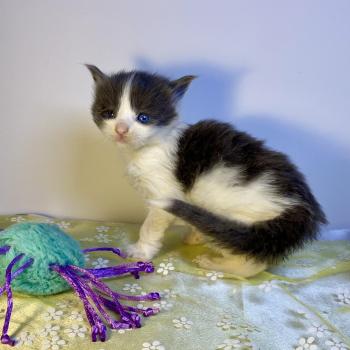 chaton Maine coon blue bicolor BALLERINA CAPPUCINA Chatterie des 7'N Rock