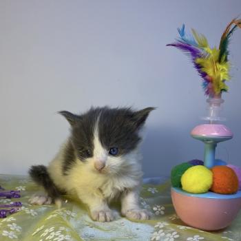 chaton Maine coon blue bicolor BALLERINA CAPPUCINA Chatterie des 7'N Rock