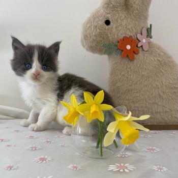 chaton Maine coon blue bicolor BALLERINA CAPPUCINA Chatterie des 7'N Rock