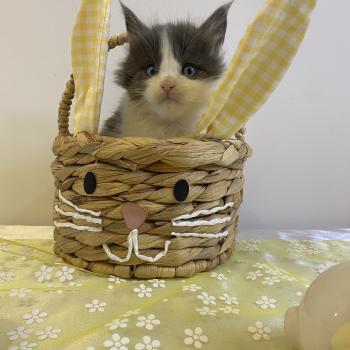 chaton Maine coon blue bicolor BALLERINA CAPPUCINA Chatterie des 7'N Rock