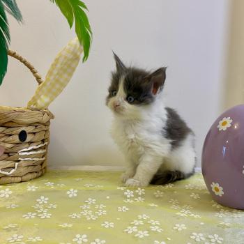 chaton Maine coon blue bicolor BALLERINA CAPPUCINA Chatterie des 7'N Rock