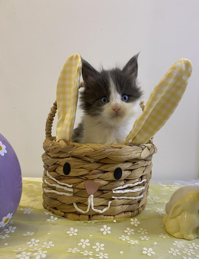 BLOOM Femelle Maine coon