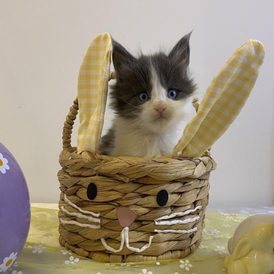 BLOOM Femelle Maine coon