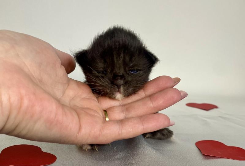 BLACKHOLE Femelle Maine coon