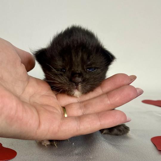 BLACKHOLE Femelle Maine coon