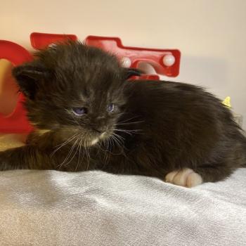 chaton Maine coon black & blanc BLACKHOLE Chatterie des 7'N Rock