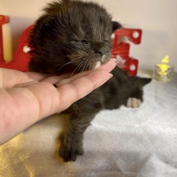 chaton Maine coon black & blanc BLACKHOLE Chatterie des 7'N Rock