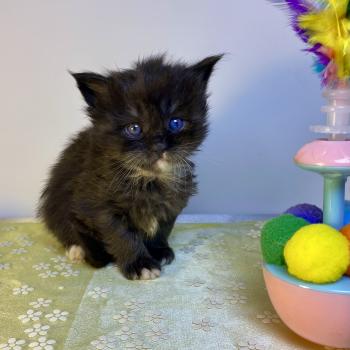 chaton Maine coon black & blanc BLACKHOLE Chatterie des 7'N Rock