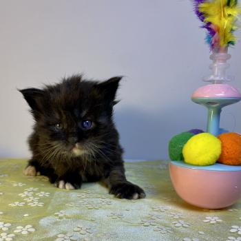 chaton Maine coon black & blanc BLACKHOLE Chatterie des 7'N Rock
