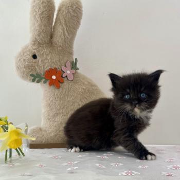 chaton Maine coon black & blanc BLACKHOLE Chatterie des 7'N Rock