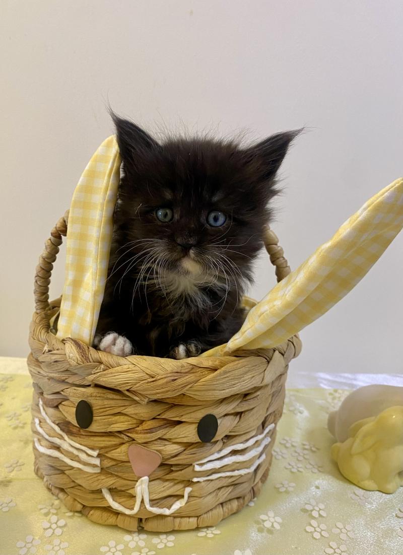 BLACKHOLE Femelle Maine coon