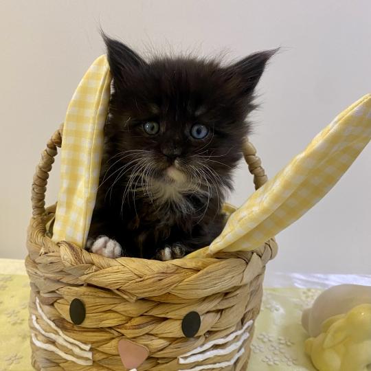 BLACKHOLE Femelle Maine coon