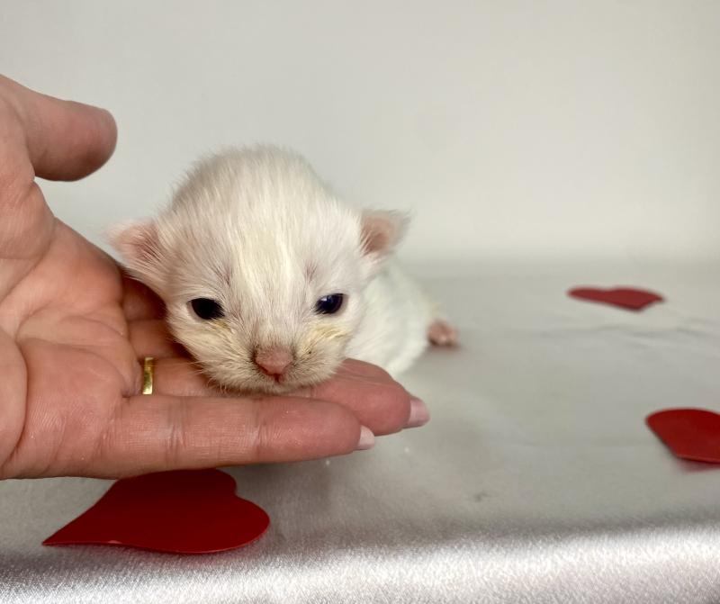 BOBA PANDA Mâle Maine coon