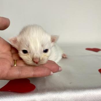 chaton Maine coon blue & blanc arlequin BOBA PANDA Chatterie des 7'N Rock