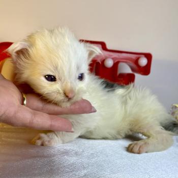 chaton Maine coon blue & blanc arlequin BOBA PANDA Chatterie des 7'N Rock