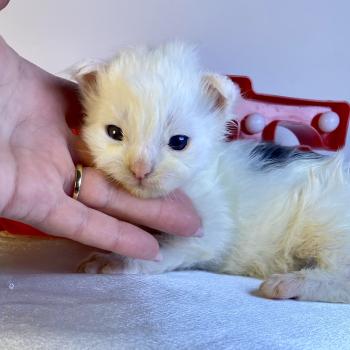 chaton Maine coon blue & blanc arlequin BOBA PANDA Chatterie des 7'N Rock