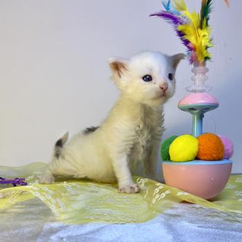 chaton Maine coon blue & blanc arlequin BOBA PANDA Chatterie des 7'N Rock