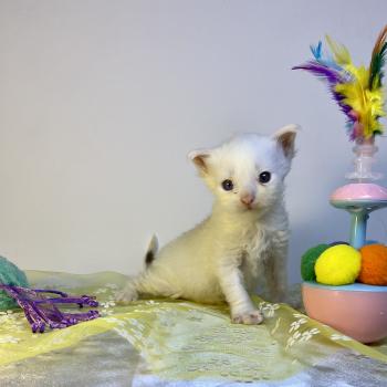 chaton Maine coon blue & blanc arlequin BOBA PANDA Chatterie des 7'N Rock