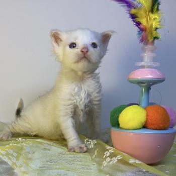 chaton Maine coon blue & blanc arlequin BOBA PANDA Chatterie des 7'N Rock