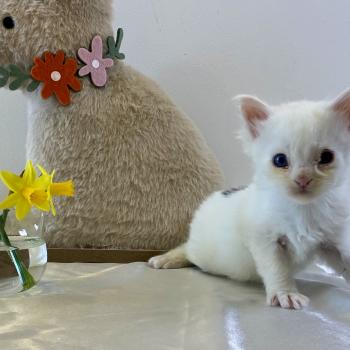 chaton Maine coon blue & blanc arlequin BOBA PANDA Chatterie des 7'N Rock