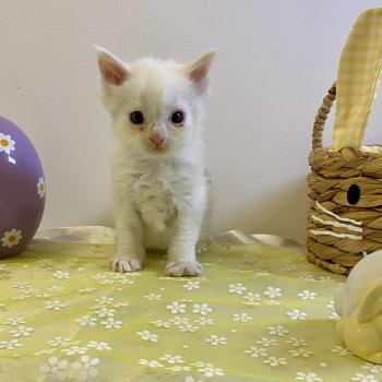 chaton Maine coon blue & blanc arlequin BOBA PANDA Chatterie des 7'N Rock