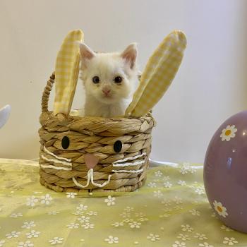 chaton Maine coon blue & blanc arlequin BOBA PANDA Chatterie des 7'N Rock