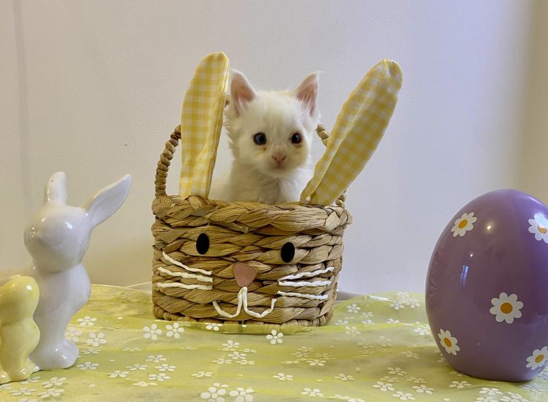 BAX Mâle Maine coon